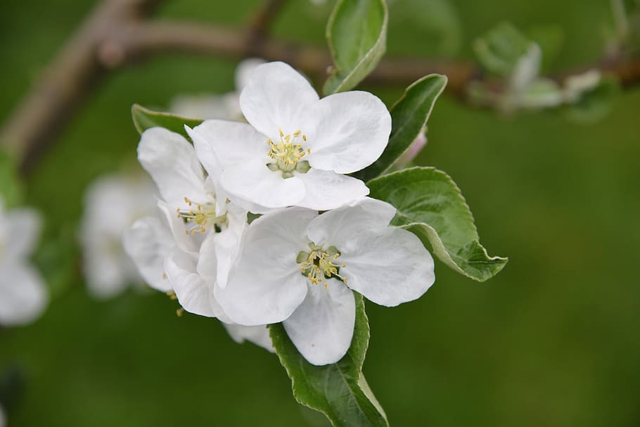 apple tree, apple blossom, green, spring, plant, flower, flowering plant, vulnerability, fragility, beauty in nature