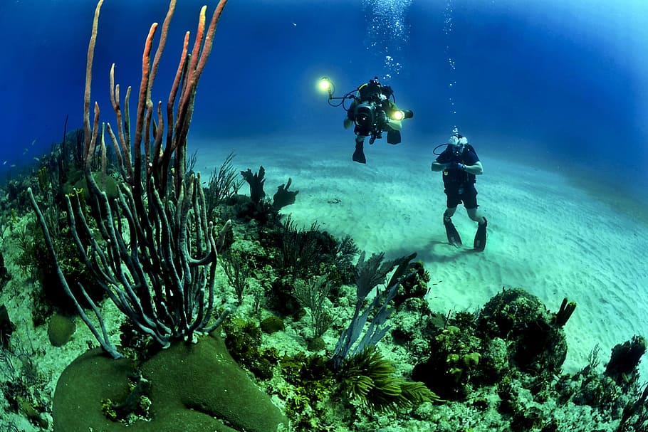 debajo, bajo el agua, peces, agua, buceo, buzo, océano, mar, humano, actividad