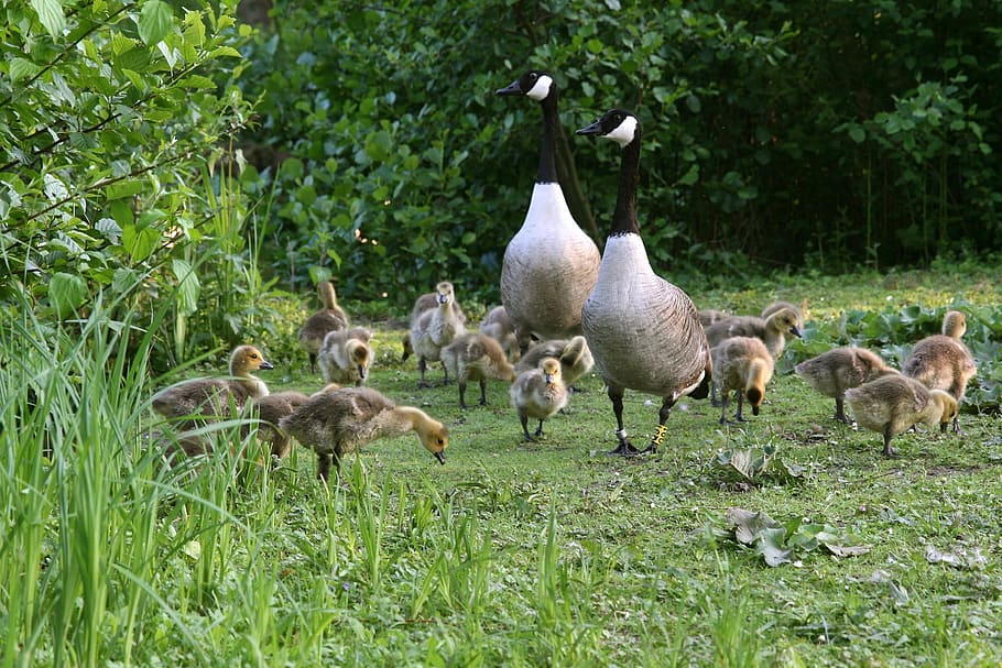 geese, canada geese, chicks, goslings, goose family, waterfowl, wild geese, group of animals, plant, animal themes