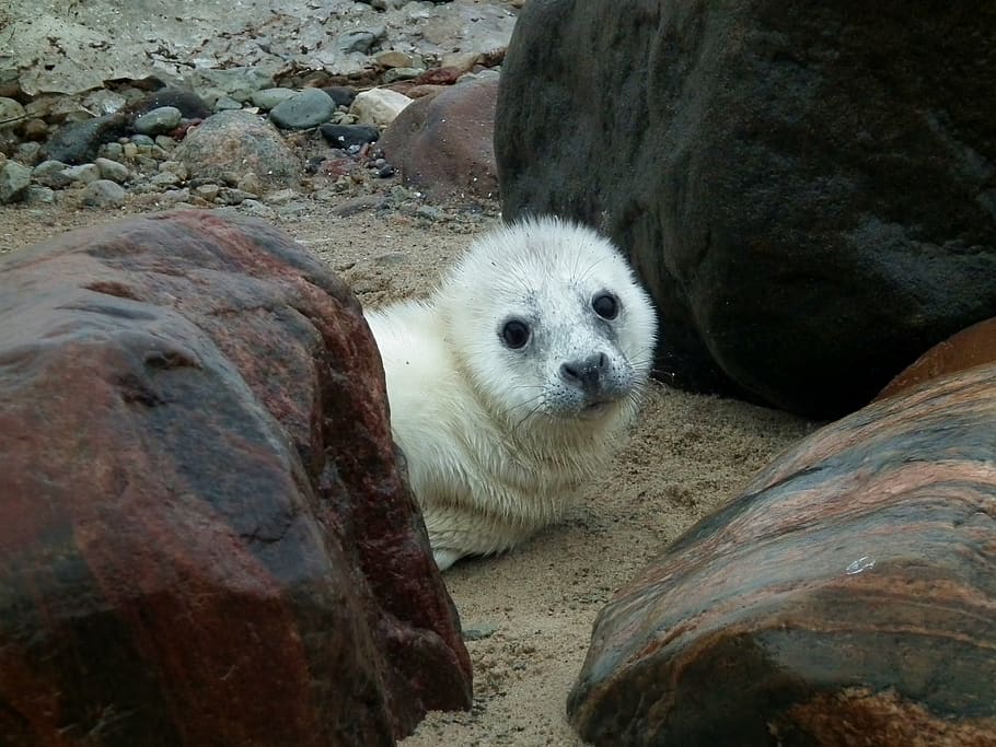 seal, seal puppy, puppy, animal, wildlife, mammal, shore, beach, sand, rocks