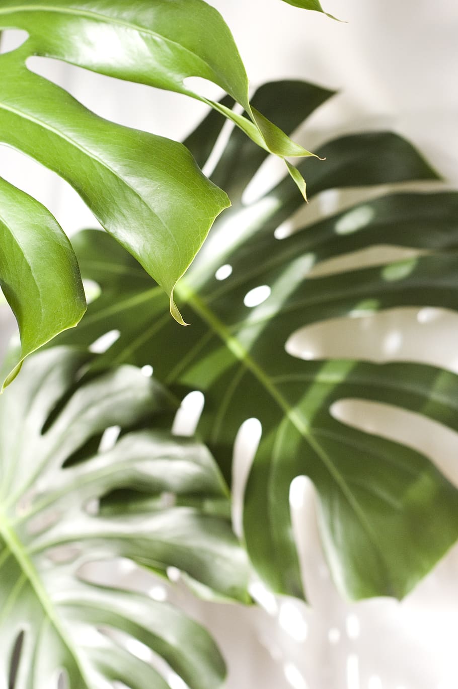 monstera, plant, foliage, the tropical, nature, summer, leaf, plant part, green color, growth