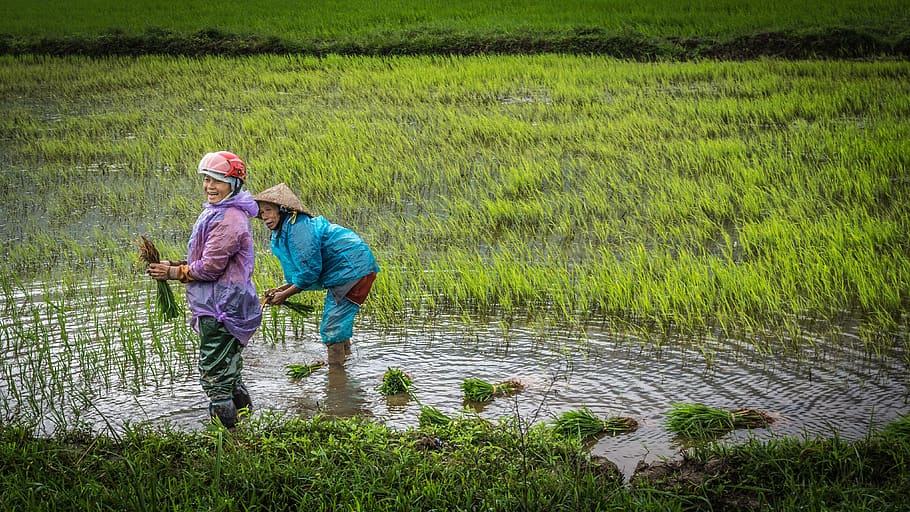 vietnam, mujeres, arroz, agricultura, emociones, alegre, trabajo de campo, verde, paisaje, ropa de trabajo