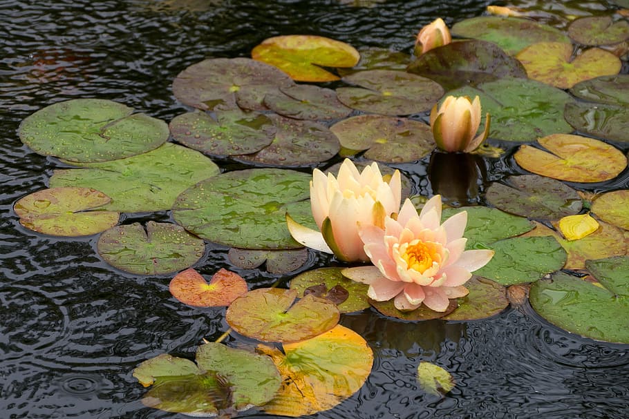 water lily flowers, lily pad, flowing, koi pond, deep, cut, gardens, middletown, nj., lilly pads
