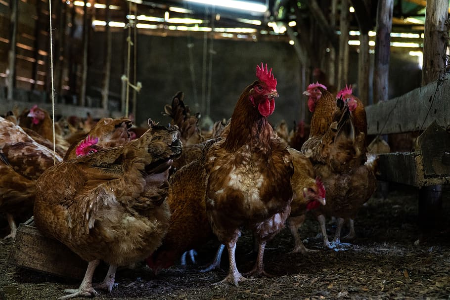 chicken, hen, farm, animal, poultry, domestic animals, livestock, bird, chicken - bird, animal themes