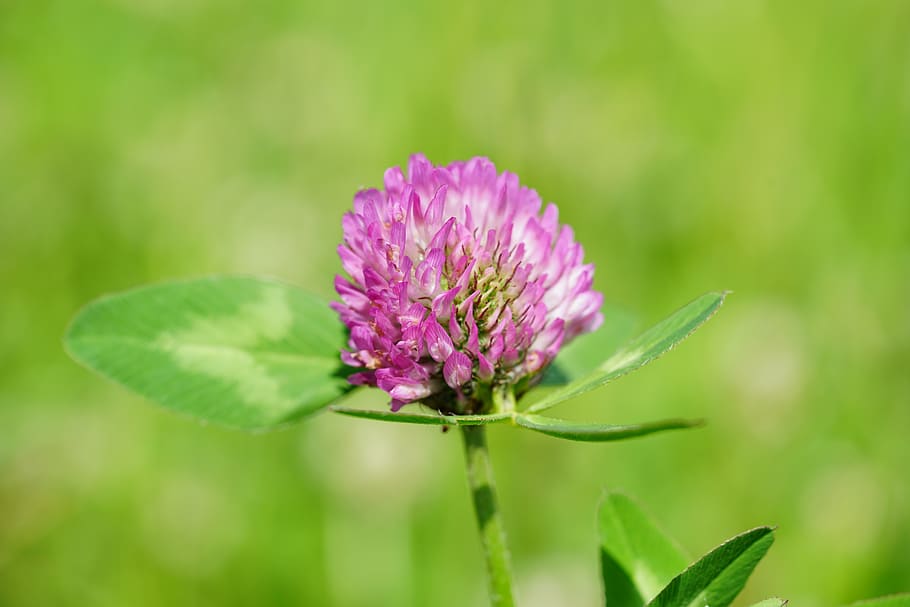 klee, red clover, pointed flower, fodder plant, pink, red, meadow, grass, trifolium pratense, fabaceae
