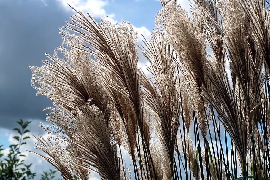 reed, phragmites, type of grass, rietplant, grassenfamilie, plume, plumes, plant, sky, low angle view