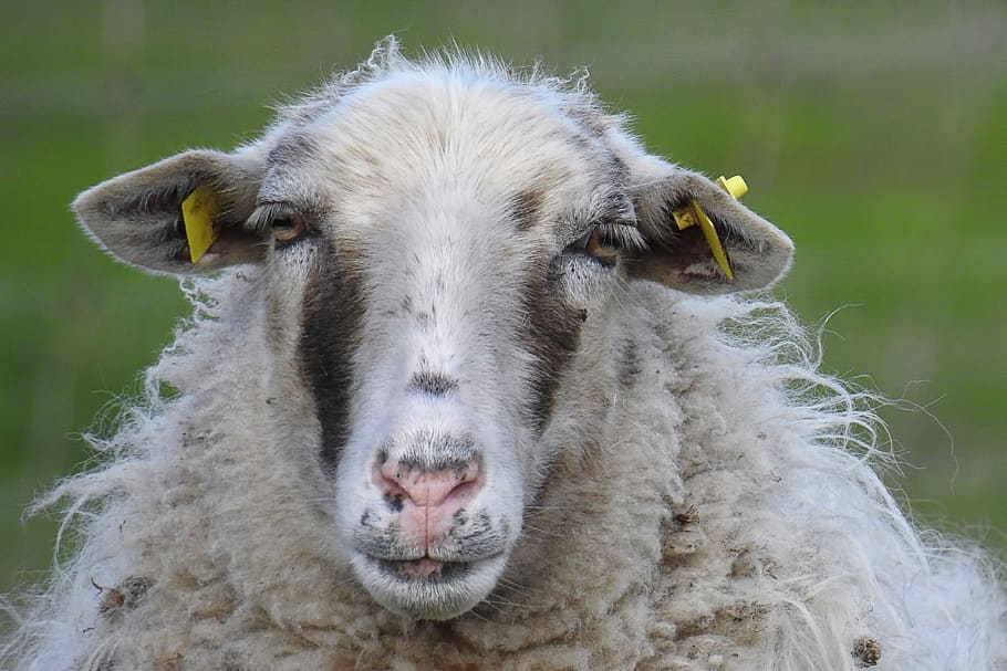 sheep, sheepskin, wool, animals, sheep's wool, animal, animal themes, mammal, livestock, domestic
