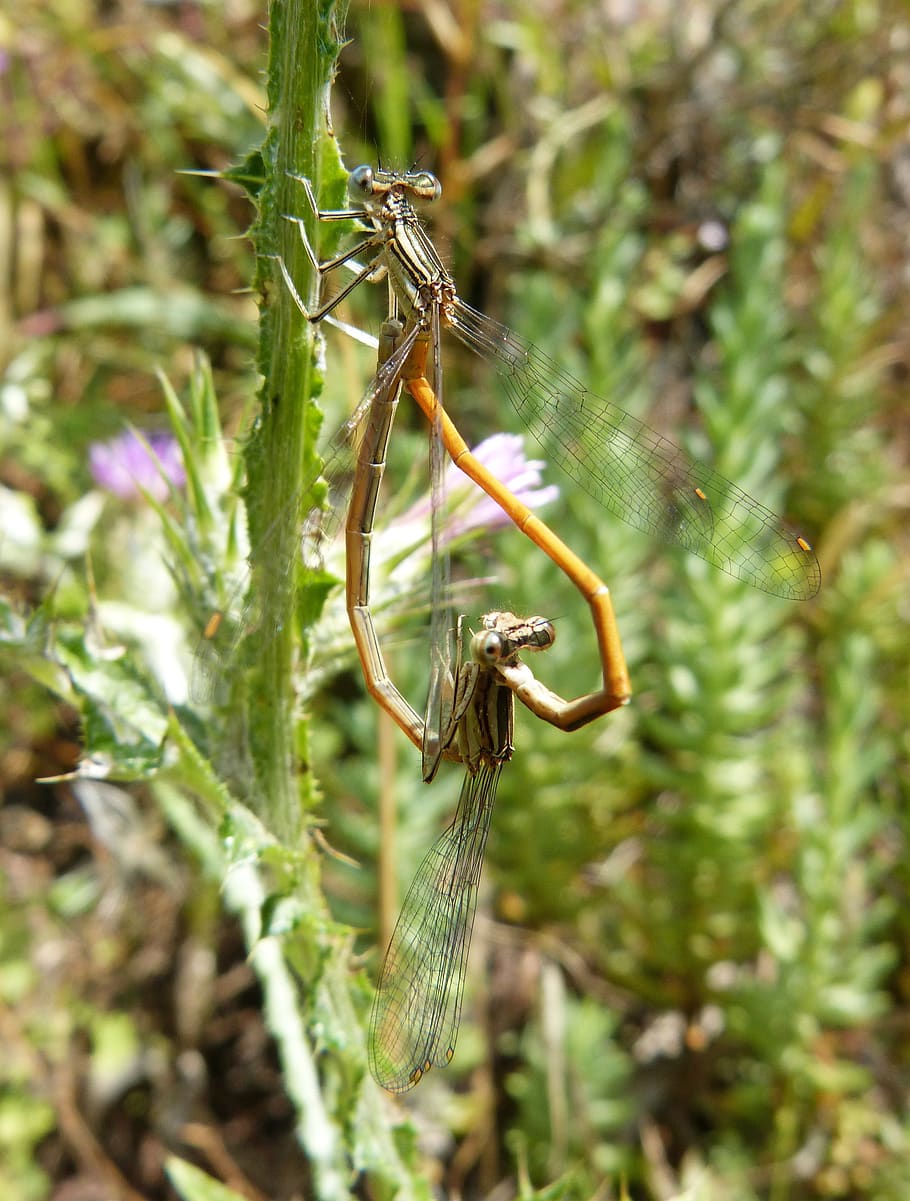 dragonfly, damselfly, insects mating, copulation, sympecma fusca, plant, invertebrate, insect, animals in the wild, animal themes