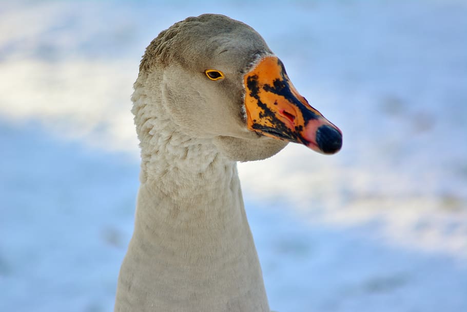 höcker goose, close up, winter, snow, animal wildlife, animals in the wild, animal themes, one animal, animal, bird