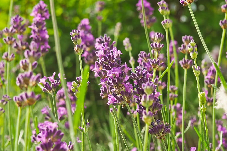 flower, lavender, nature, violet, purple, flowers, summer, fragrance, garden, flora