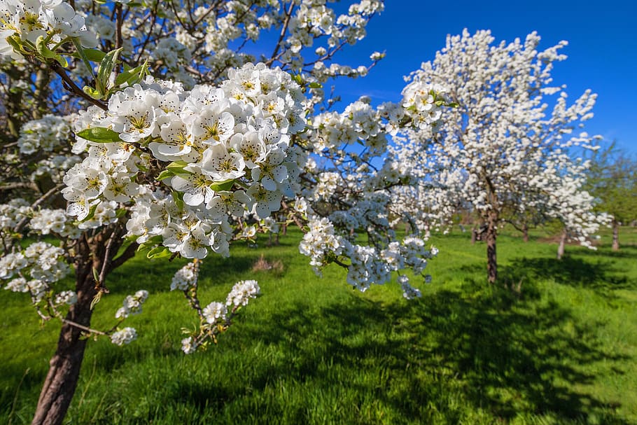 Цветы плодовых деревьев фото