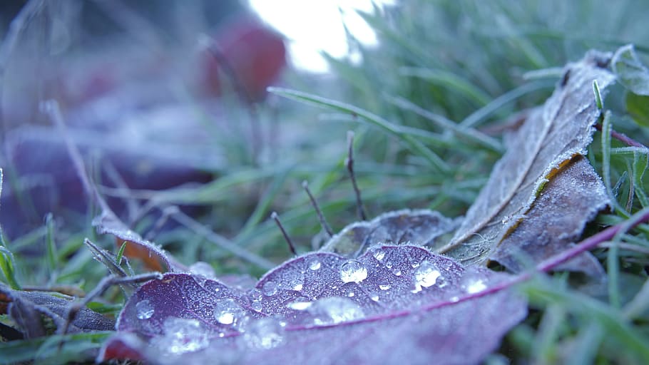 drops, leafs, frostiness, dew, moisture, green, grass, nature, outdoors, yard