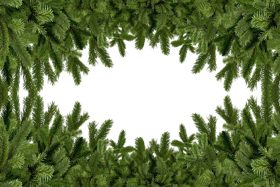 holly, mockup, fir tree, frame, branches, tree, plant, growth, green color, beauty in nature