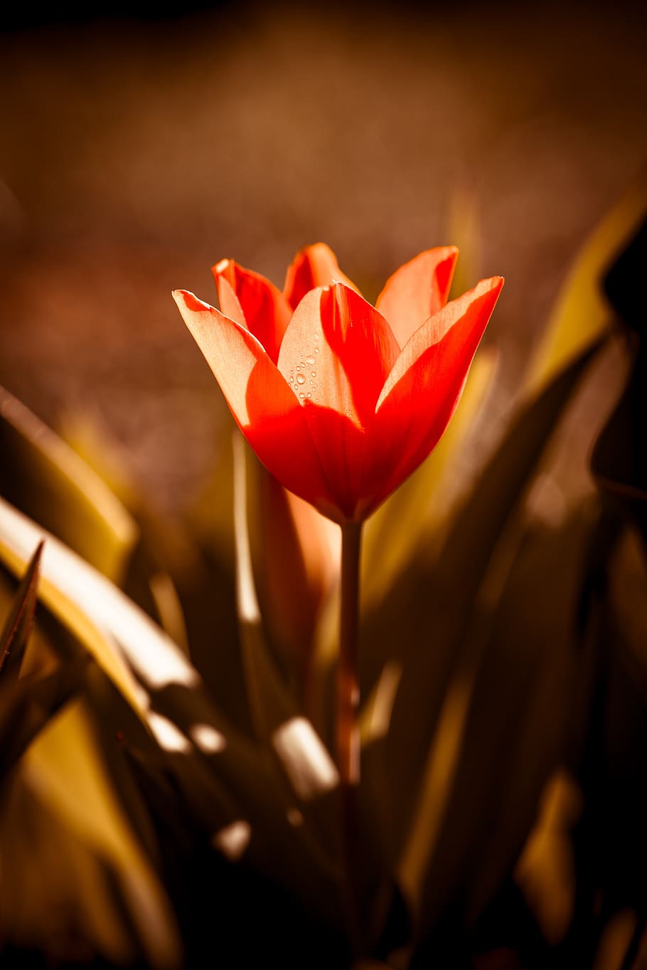 tulip, flower, blossom, bloom, red, garden, nature, flora, small tulip, in the garden