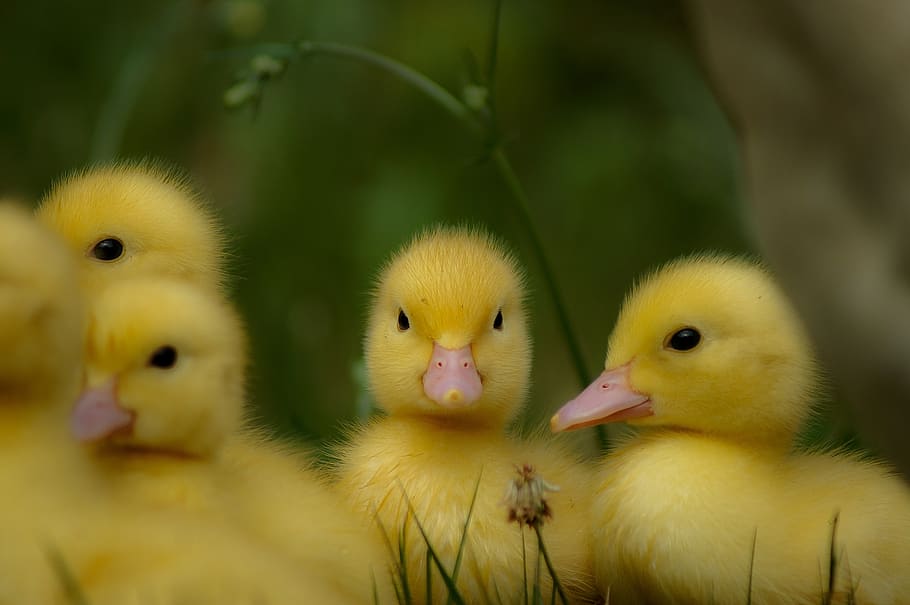 patos, polluelos, amarillo, dulce, bueno, naturaleza, pájaro, pájaro joven, animal joven, temas de animales
