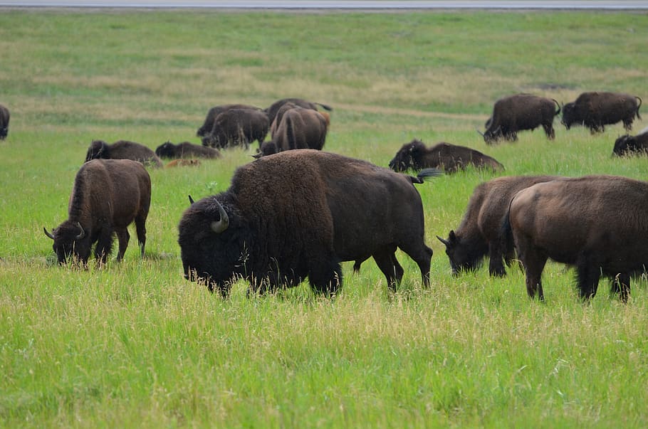 buffalo, male, bull, custer, grass, animal, animal themes, plant, group of animals, animals in the wild