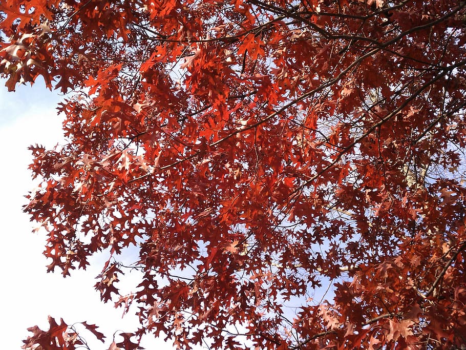 ramas, negro, roble, orgullosamente, arreglado, color de otoño, naturaleza, hojas, bosque, árboles