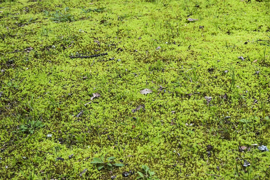 swamp, moss, texture, wall, green, background, grass, lichen, vegetation, nature