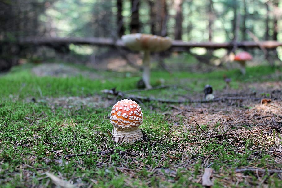 forest, mushroom, amanita, red, poison, muscaria, nature, plant, land, fungus