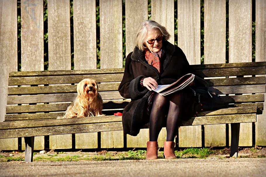 senhora idosa, mulher, sentado, leitura, banco, cachorro, luz do sol, lazer, relaxante, aposentado