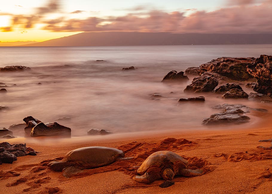 tartarugas, tartaruga, mar, água, oceano, horizonte, férias, havaí, areia, longa exposição