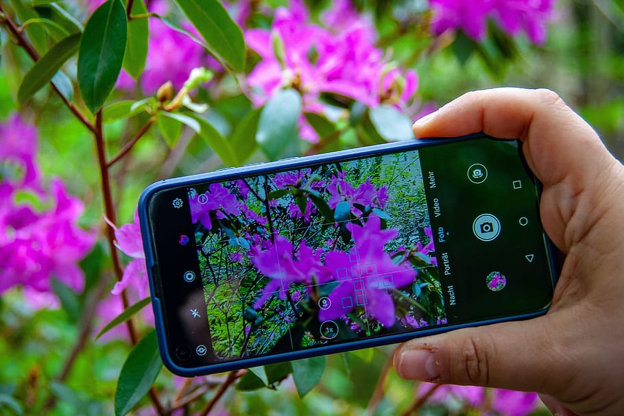 flor, flora, natureza, planta, jardim, telefone, smartphone, mão humana, mão, dispositivo de informação portátil
