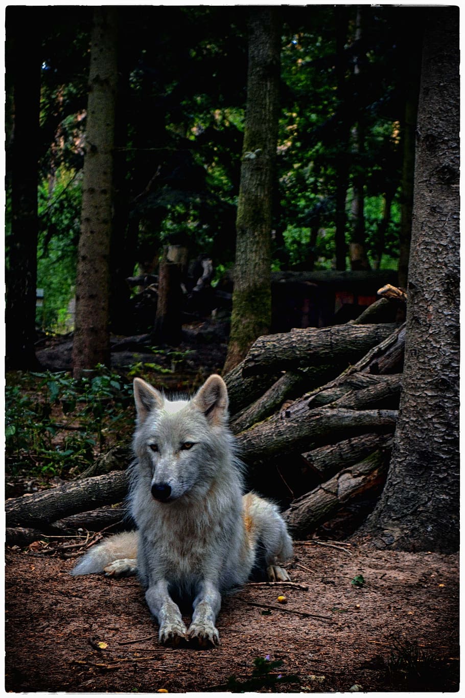 wolf, white wolf, white, mammal, nature, animal world, mysterious, close up, fantasy, recording