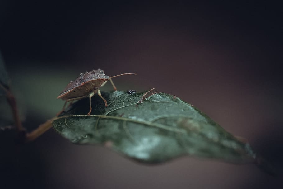 bug, insect, nature, scarab, plants, entomology, green, leaves, garden, creature