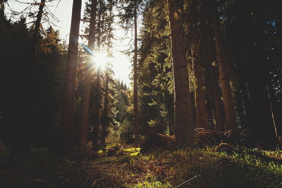 brown, forest, grass, green, lights, rays, trees, plant, tree, land