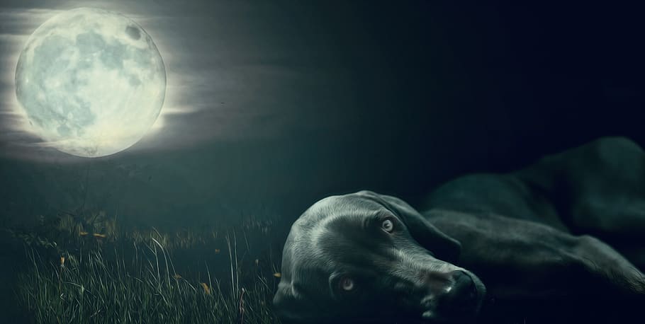 cachorro, lua, lua viciada, olhos, mentindo, preto, noite, lua cheia, compondo, temas animais