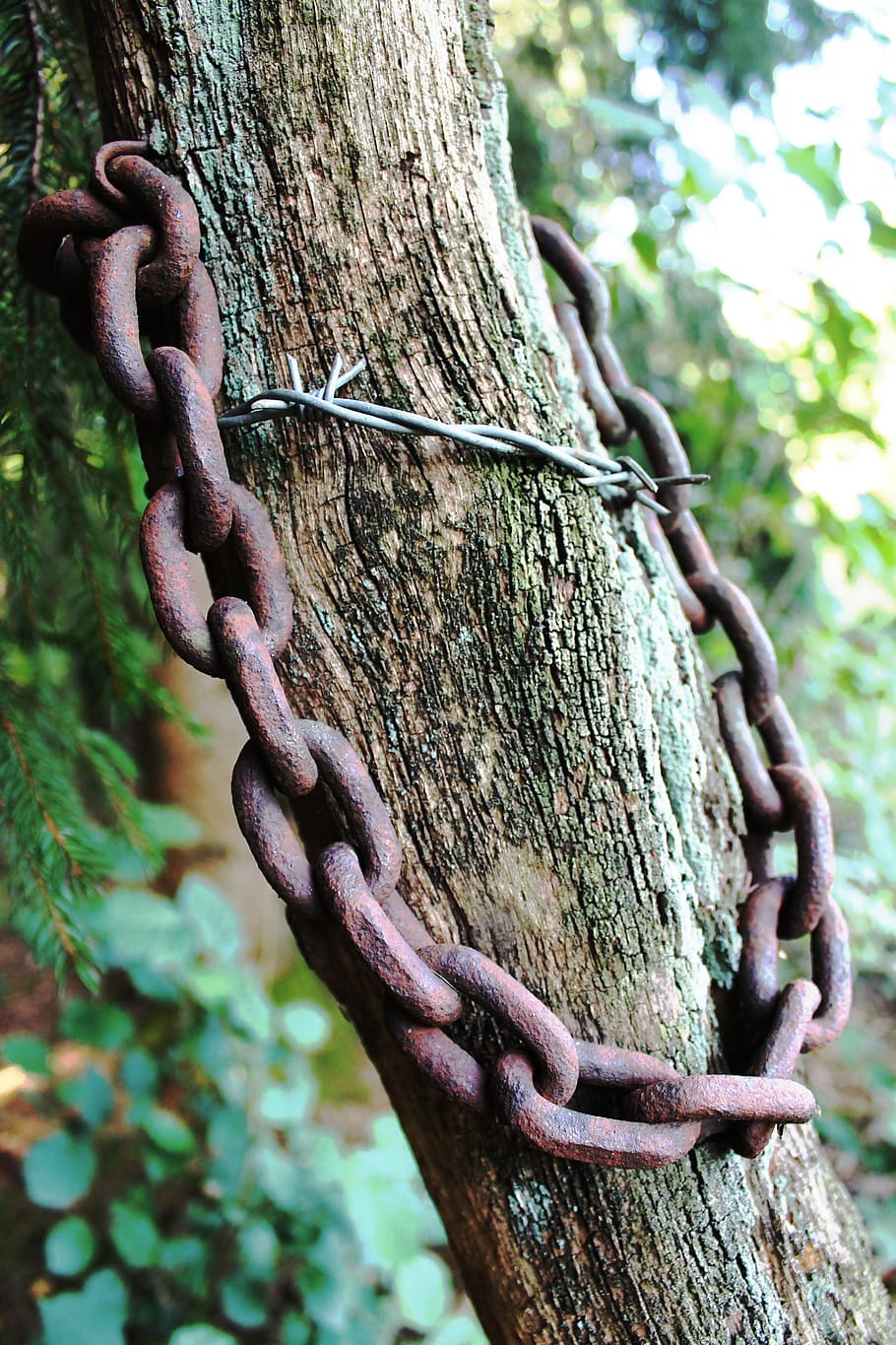tree, chain, rust, barbed wire, wood, risk of injury, sharp, autumn, natural and human, forest