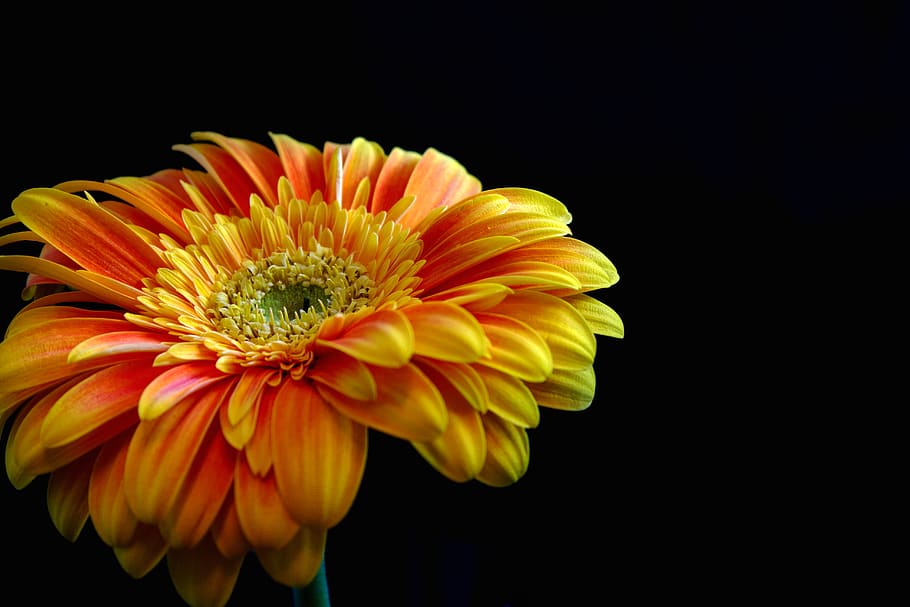 flower, gerbera, nature, plant, bright, black background, yellow, orange,  flowering plant, fragility | Pxfuel