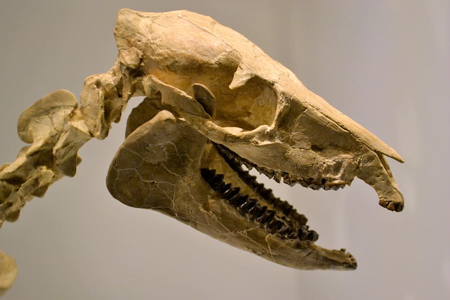 esqueleto, dinosaurio, museo, artefacto, fósil, prehistórico, jurásico, depredador, arqueología, vida silvestre