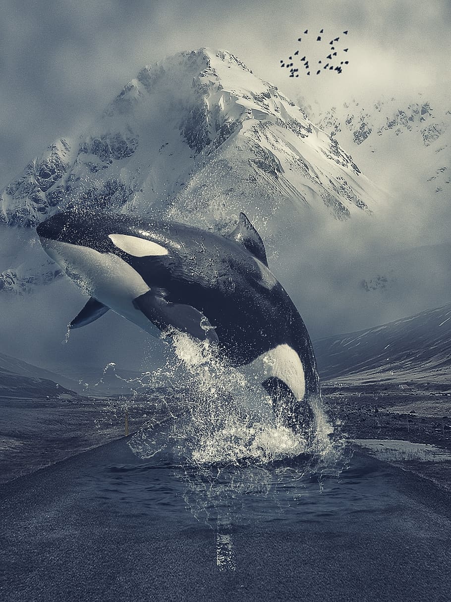 manipulation, animal, killer whale, orca, mountains, road, water, fog, birds, animals in the wild