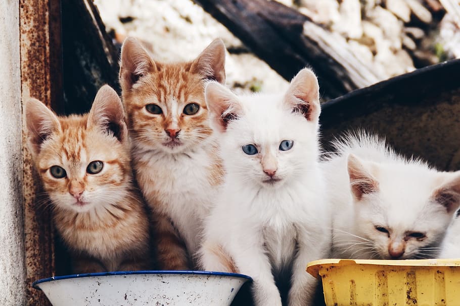 gato gatitos, animales, gatos, felinos, gatitos, mascotas, nacional, mamífero, animales domésticos, gato