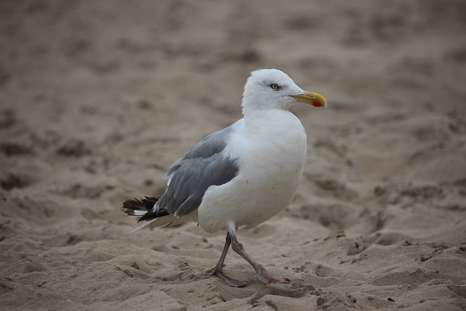 gull, goes, sand, beach, sea, creature, white, focus, bill, animal