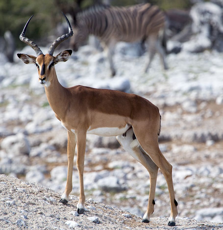 Antelope Animal World Mammal Gazelle Animal Themes Animal Animal Wildlife Animals In The Wild Standing Vertebrate Pxfuel