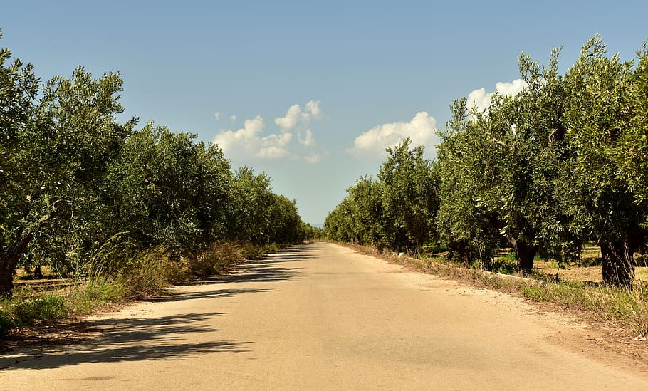 avenida, árboles, olivos, mediterráneo, plantación, plantación de olivos, verde, cielo, verano, lejos