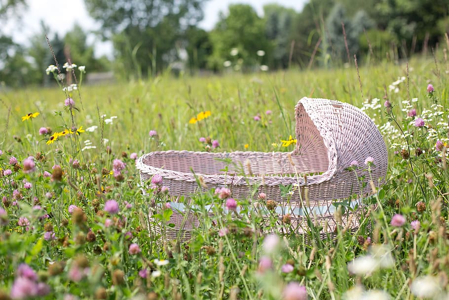 baby bassinet, bassinet, pink, wildflowers, baby, child, spring, flowers, plant, flower