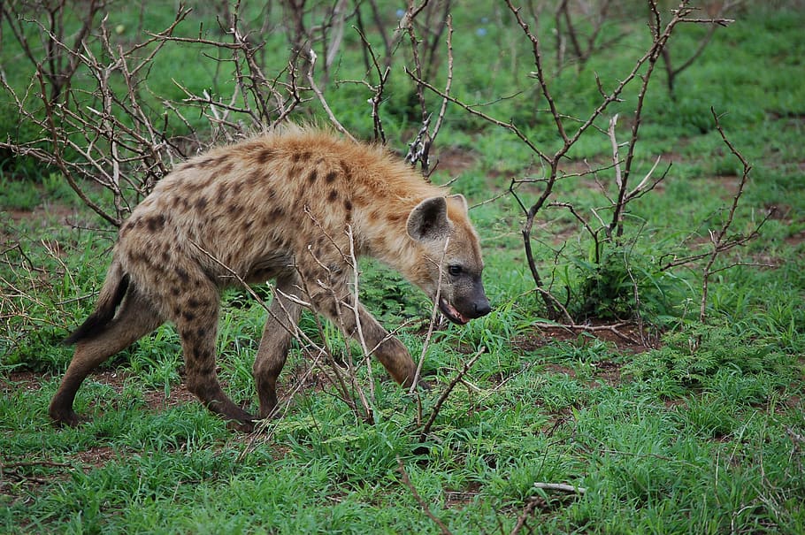 hyena, liar, afrika, pemulung, predator, pencuri, binatang menyusui, hewan, tema hewan, tanaman