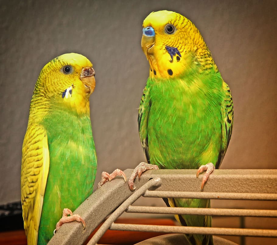 budgie, pasangan, burung, dunia binatang, parkit, hewan peliharaan, bersama-sama, budgerigars, bulu, duduk