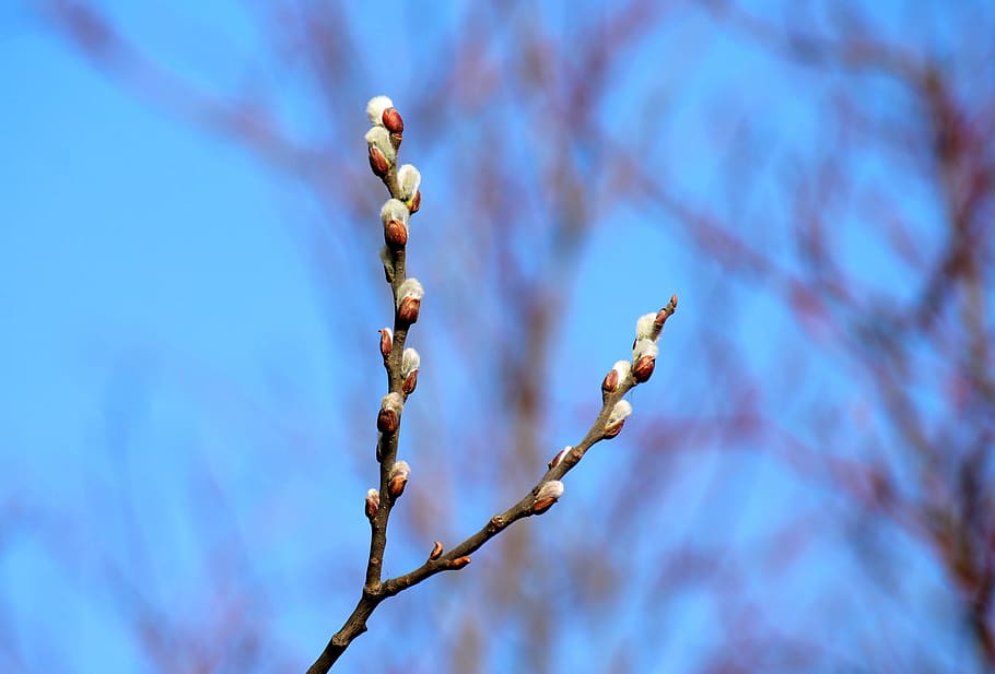 twig willow, spring, early spring, the basis of, willow, sprig, plant, nature, the delicacy, plants
