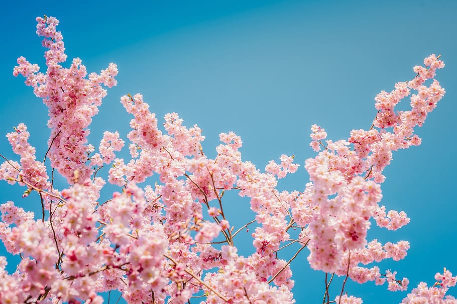 nature, tree, season, cherry, cherry blossom, blue sky, pink color, sky, fragility, flowering plant