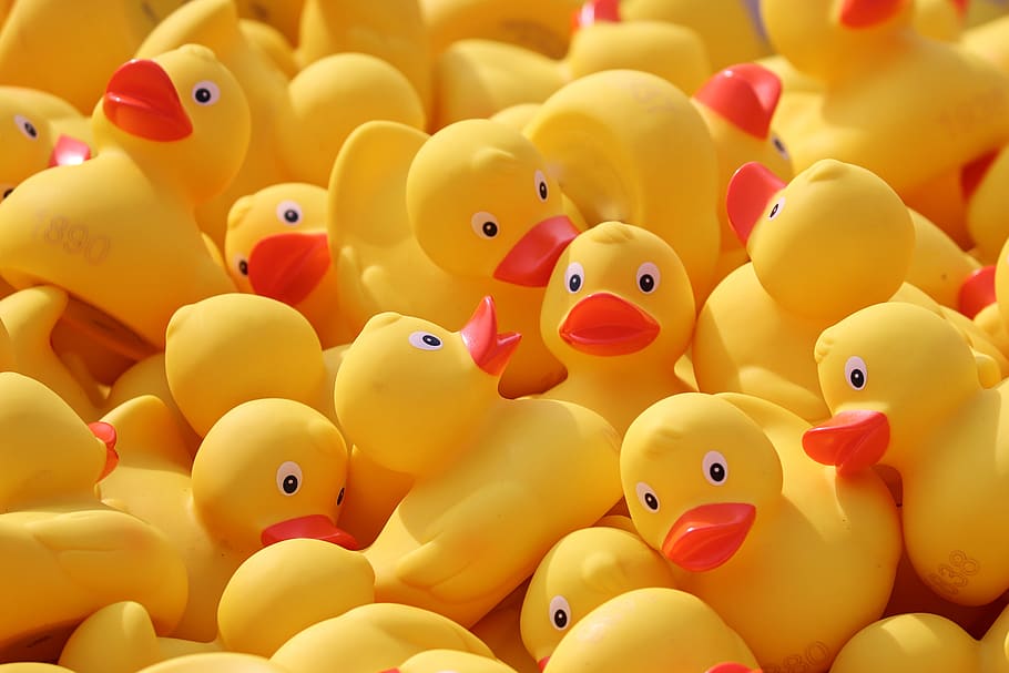 duck meet, ducks, rubber ducks, plastic ducks, duck race, competition, toys, yellow duck, race, bath duck