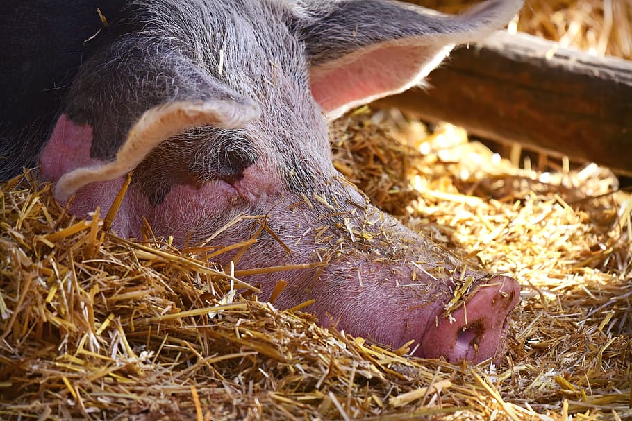 pig, animal, mammal, domestic, farm, even toed, sow, snout, ear, bristle
