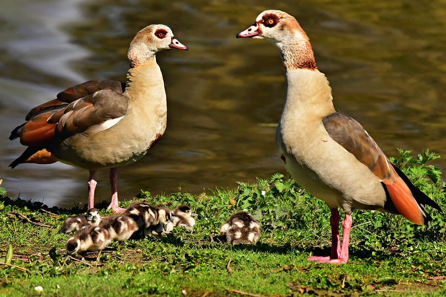 nile goose, duck, water bird, animal, wildlife, parent, mother, father, chicks, young