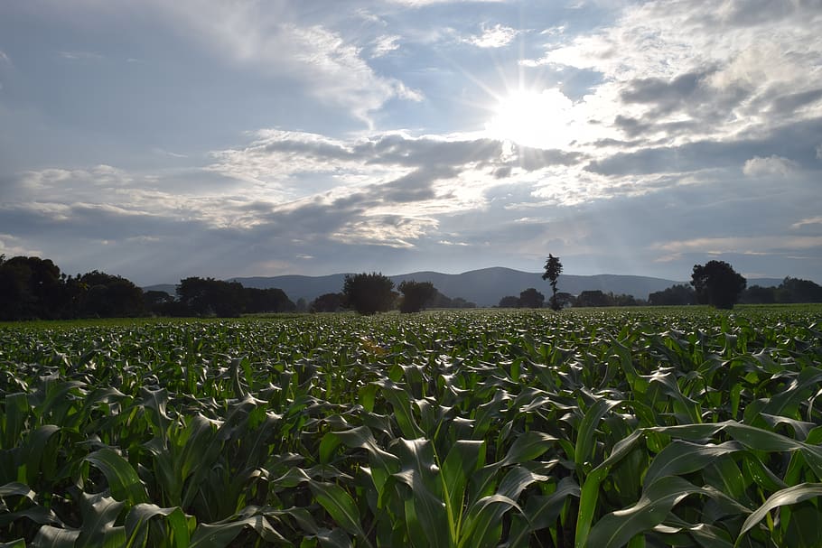 mexico, corn, field, sky, cloud - sky, growth, beauty in nature, land, plant, agriculture