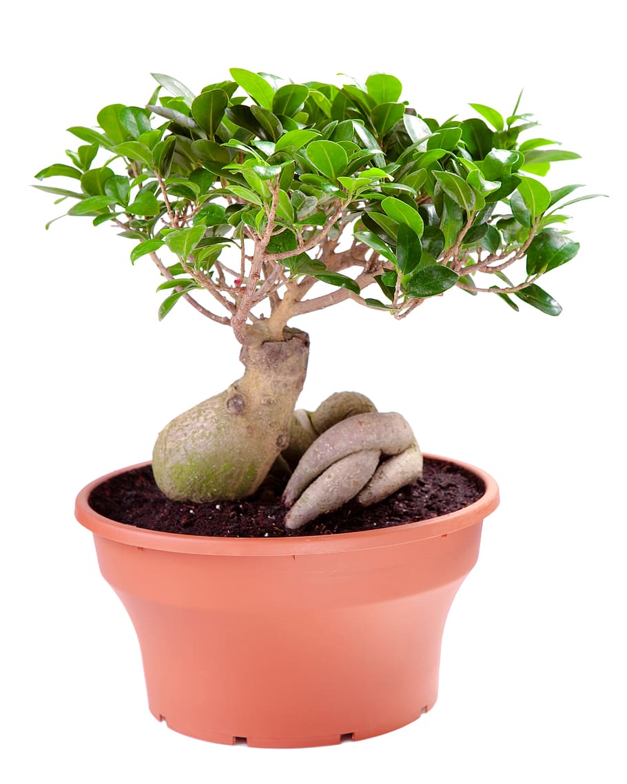 plant, pot, green, isolated, singleobject, isolatedonwhite, nobody, cutout, leaf, object