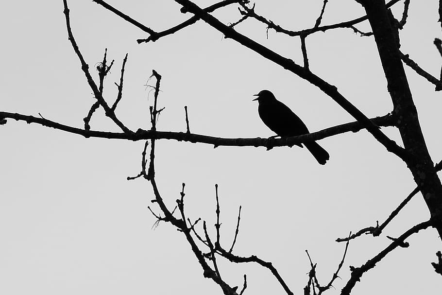 blackbird, aesthetic, bird, black and white, vertebrate, perching, animals in the wild, animal themes, branch, animal