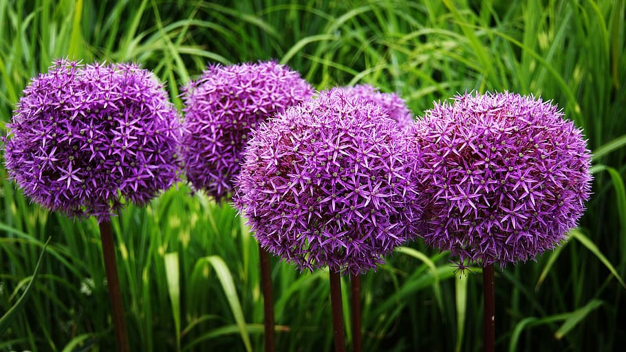 ornamental onion, flower, blossom, bloom, purple, nature, flower ball, garden plant, leek flower, green